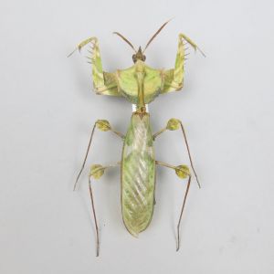 Large praying mantis