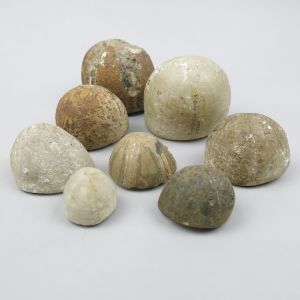 Fossil sea urchins