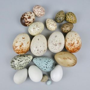 Replica bird eggs