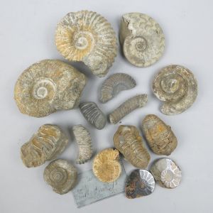 Ammonites & Trilobites