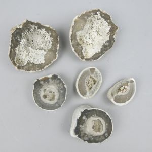 Fossil chalk sponges