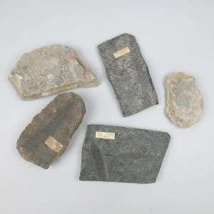 Misc fossils (no.1)
