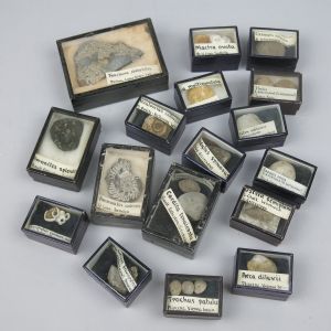 Collection of fossils in museum boxes