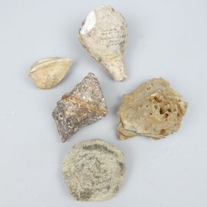 Misc fossils (no.4)
