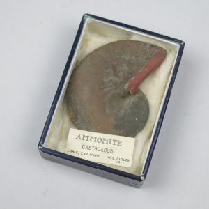 Ammonite in museum box