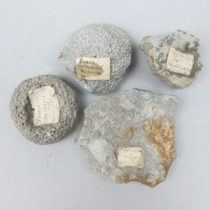 Misc fossils (no.5)