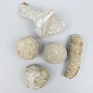 Misc fossils (no.6)