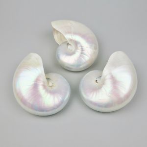 Nautilus shells / pearl polished