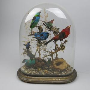 Glass dome of tropical birds 3