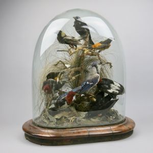 Glass dome of tropical birds 1