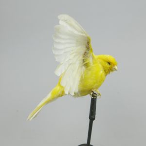 Canary 3b