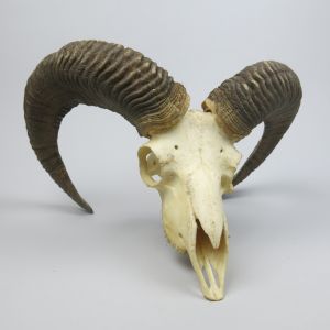 Ram / Mouflon skull & horns (no. 2)