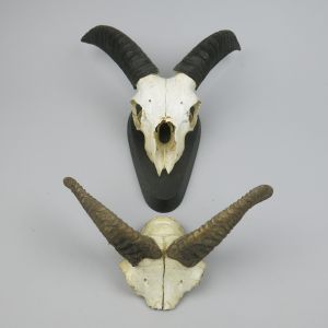 Juvenile Mouflon skull/horns