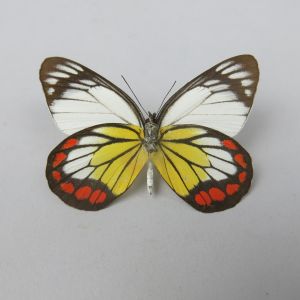 Butterfly refA1