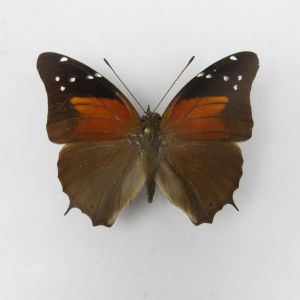Butterfly refA2