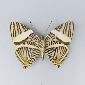 Butterfly refA5