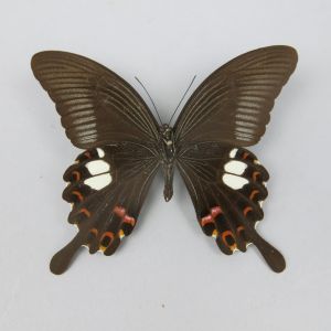 Butterfly refA7