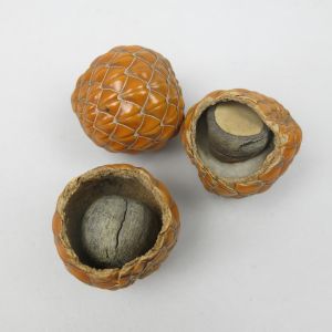 Sago palm fruits