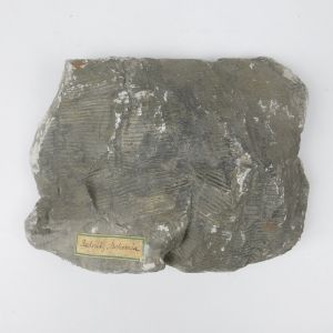 Large museum fossil