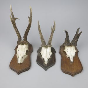 Roe skulls & horns x 3