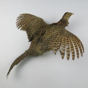 Pheasant 7