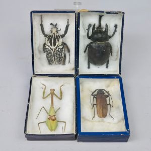 Vintage boxes of beetles/insect x 4
