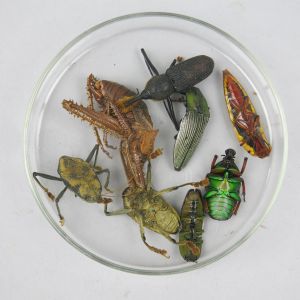 Glass petri dish of loose beetles