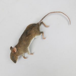 'Dead' mouse 3