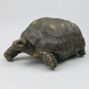 Tortoise, Red-footed