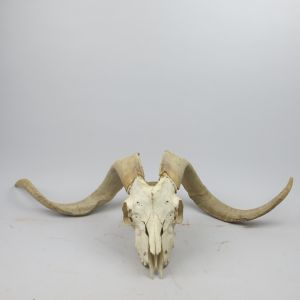 Large Goat skull & horns