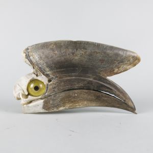 Hornbill skull, with glass eye