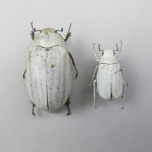 Lepidiota stigma (lge) & Melolonthidae (sm)