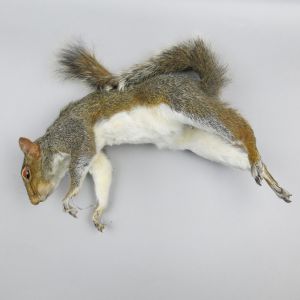 Grey squirrel 7, as 'dead'