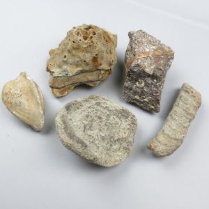 Fossils 1g