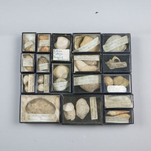 Fossils 1j