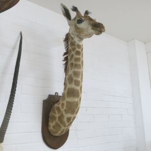 Giraffe head (juvenile)