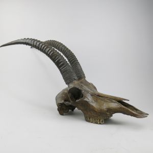 Roan antelope skull & horns