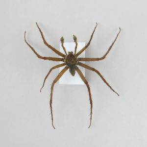 Spider 1 (small)
