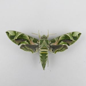Hawk moth 2