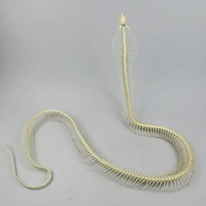 Egyptian cobra skeleton