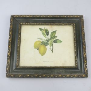 Botanical print, framed