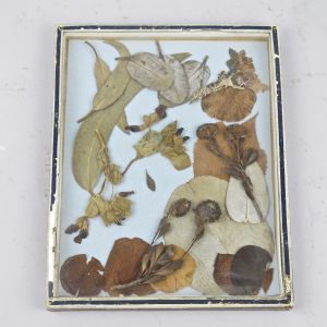 Dried pressed leaves