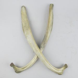 Rib bones x 2