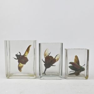 Large beetles in vintage glass jars