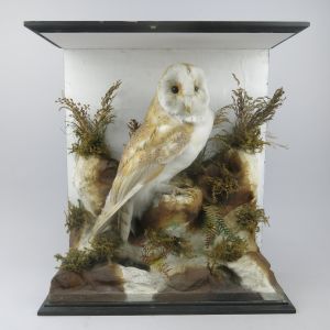 Cased barn owl (no.3)