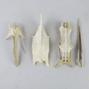 Bird bones