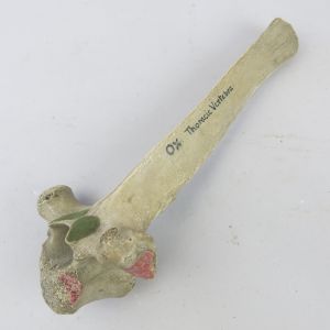 Large ox bone