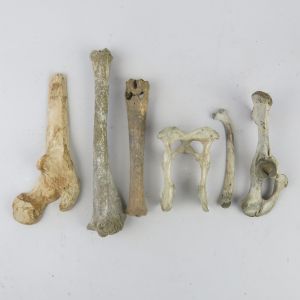 Sheep bones (vintage)