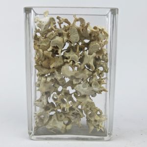Jar of small animal vertebrae