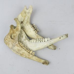 Sheep jaws x 3